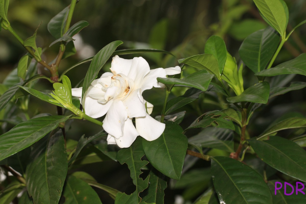 Gardenia jasminoides J.Ellis